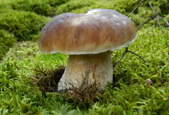 Картинка природа грибы боровик трава листья лес