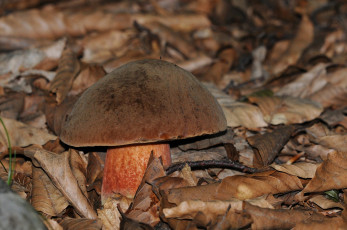 Картинка природа грибы лес листья трава поддубовик