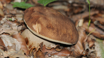 Картинка природа грибы лес боровик трава листья
