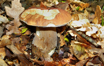 Картинка природа грибы боровик трава лес листья