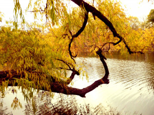 Картинка контраст природа реки озера дерево вода ветви