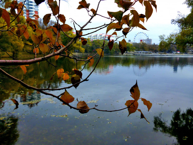 Обои картинки фото листья, природа, парк, осень, вода