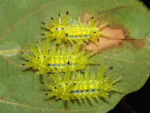 Картинка животные гусеницы itchydogimages макро лист