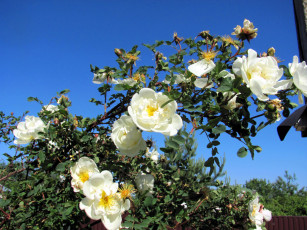 Картинка цветы розы ветка