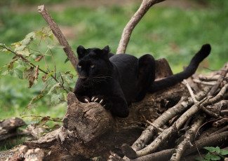 Картинка животные пантеры хищник чёрный леопард кошка когти