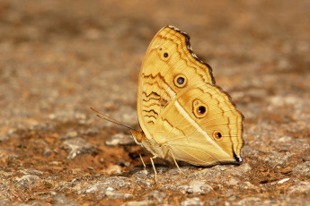 Картинка животные бабочки +мотыльки +моли itchydogimages макро бабочка крылья усики узор