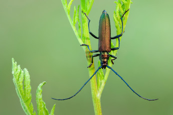 Картинка животные насекомые фон травинка жук макро усики