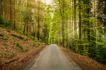 Картинка природа дороги шоссе лес