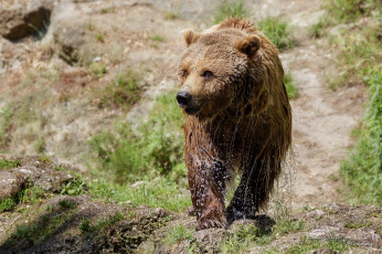 Картинка животные медведи брызги мокрый
