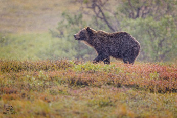 Картинка животные медведи гризли осень непогода