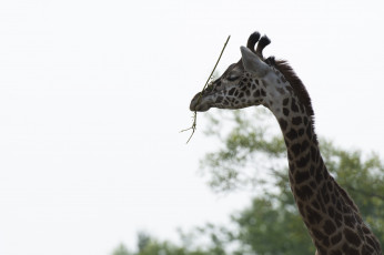 Картинка животные жирафы профиль грация шея морда