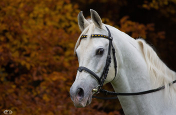 Картинка автор +oliverseitz животные лошади грива морда осень уздечка белый конь