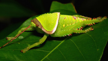 Картинка животные насекомые itchydogimages макро насекомое лист