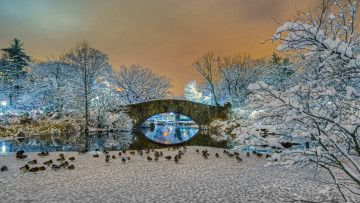 Картинка животные утки нью-йорк сша центральный парк gapstow bridge мост деревья зима снег пейзаж