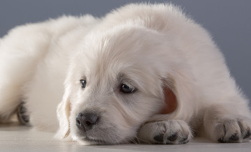 Картинка животные собаки щенок ретривер белый