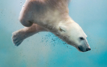 Картинка животные медведи белый медведь полярный море вода пузырьки