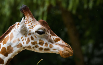 Картинка животные жирафы пятна профиль морда