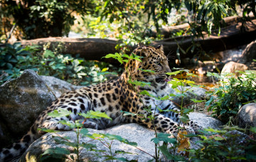 Картинка животные леопарды заросли амурский отдых лежит
