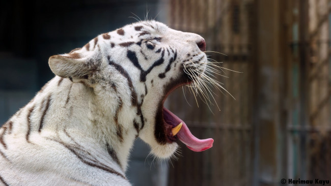 Обои картинки фото животные, тигры, белый, профиль, морда, язык, хищник, кошка, зевает, пасть, зоопарк, клыки