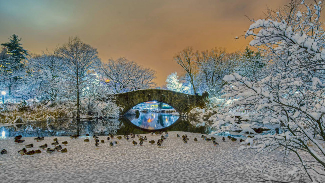 Обои картинки фото животные, утки, нью-йорк, сша, центральный, парк, gapstow, bridge, мост, деревья, зима, снег, пейзаж
