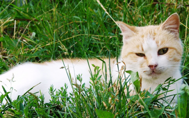 Обои картинки фото животные, коты, кошка, кот, прищур, трава, поляна