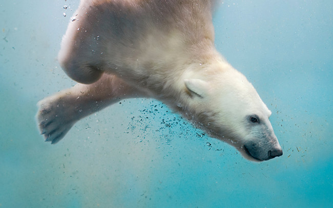Обои картинки фото животные, медведи, белый, медведь, полярный, море, вода, пузырьки