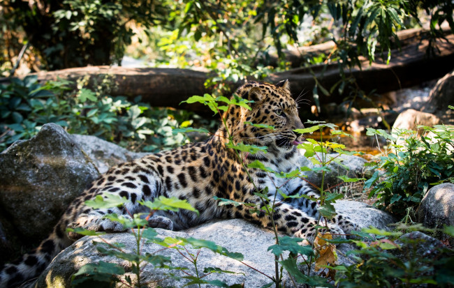 Обои картинки фото животные, леопарды, заросли, амурский, отдых, лежит