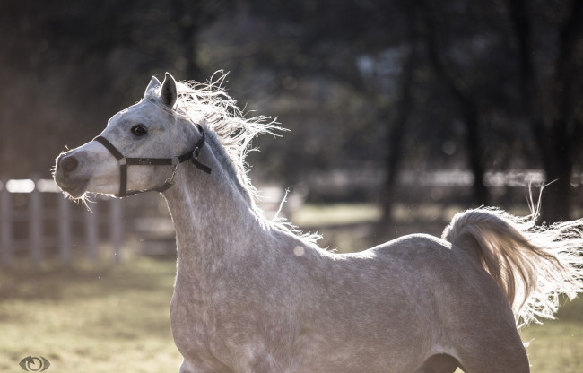 Обои картинки фото автор,  oliverseitz, животные, лошади, движение, бег, хвост, грива, серый, игра, конь