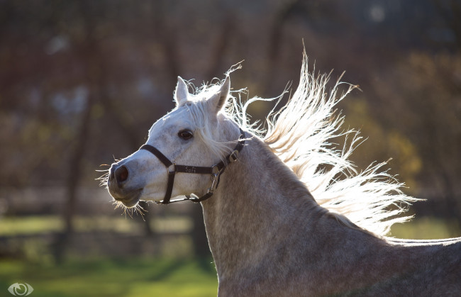 Обои картинки фото автор,  oliverseitz, животные, лошади, движение, морда, грива, недоуздок, бег, серый, конь