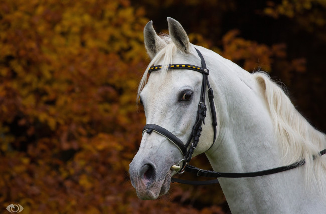 Обои картинки фото автор,  oliverseitz, животные, лошади, грива, морда, осень, уздечка, белый, конь