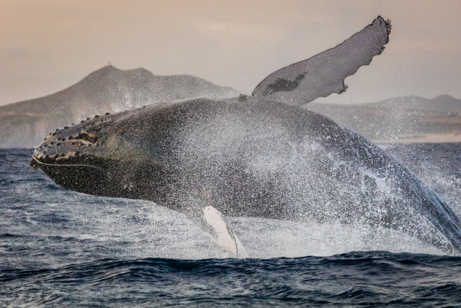Обои картинки фото животные, киты,  кашалоты, прыжок, брызги, мощь