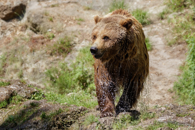 Обои картинки фото животные, медведи, брызги, мокрый