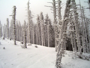 Картинка природа зима иней снег стволы деревья