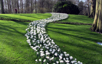 Картинка природа парк весна крокусы лужайка клумба