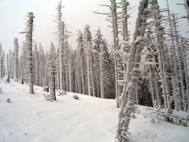 Обои картинки фото природа, зима, иней, снег, стволы, деревья