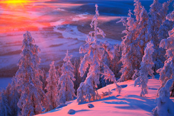 Картинка Якутия +оймяконский+район природа зима закат вече холод район деревья снег оймяконский пейзаж мороз