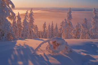 Картинка Якутия +оймяконский+район природа зима мороз оймяконский пейзаж вече район снег деревья холод закат