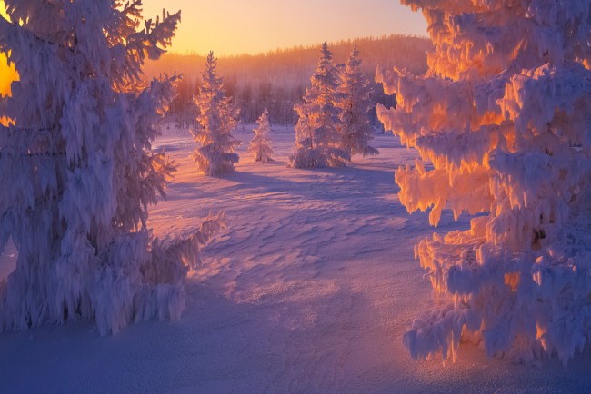 Обои картинки фото Якутия,  оймяконский район, природа, зима, закат, вече, оймяконский, район, снег, деревья, холод, пейзаж, мороз