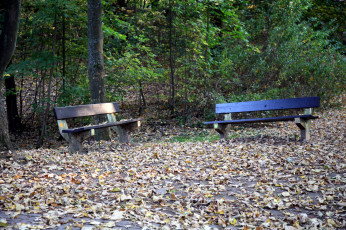 Картинка природа парк листопад осень