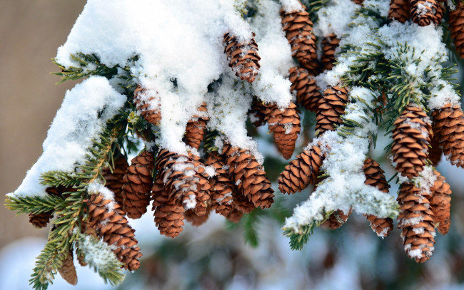 Обои картинки фото природа, шишки,  жёлуди,  каштаны, ветка, снег