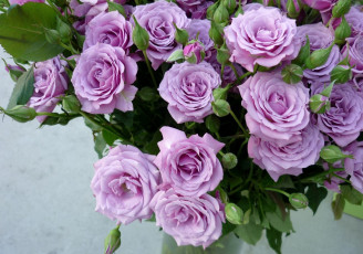 Картинка цветы розы сиреневые букет