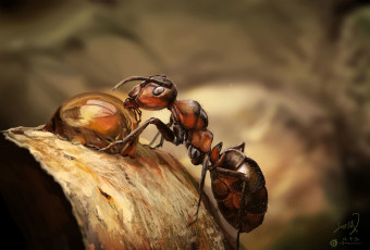 Картинка eli+fabien животные насекомые муравей painting practice eli fabien