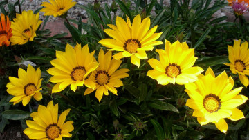 Картинка цветы газания желтые газании