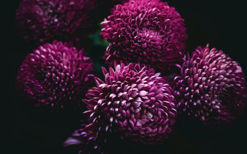 Картинка цветы георгины лиловые макро
