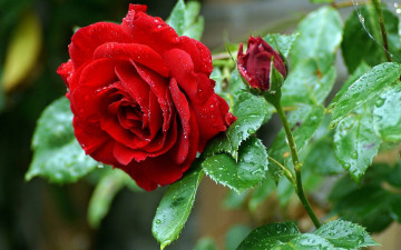 Картинка цветы розы алая роза бутон куст капли