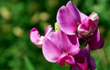 Картинка цветы орхидеи розовые экзотика