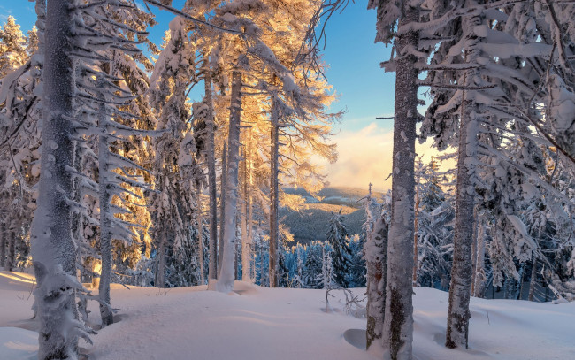 Обои картинки фото природа, зима, сугробы, снег, сосны