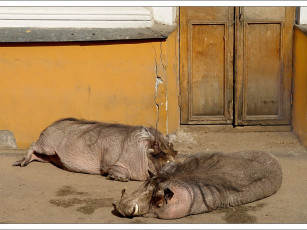 Картинка misina все ок хозяин вход под контролем животные свиньи кабаны