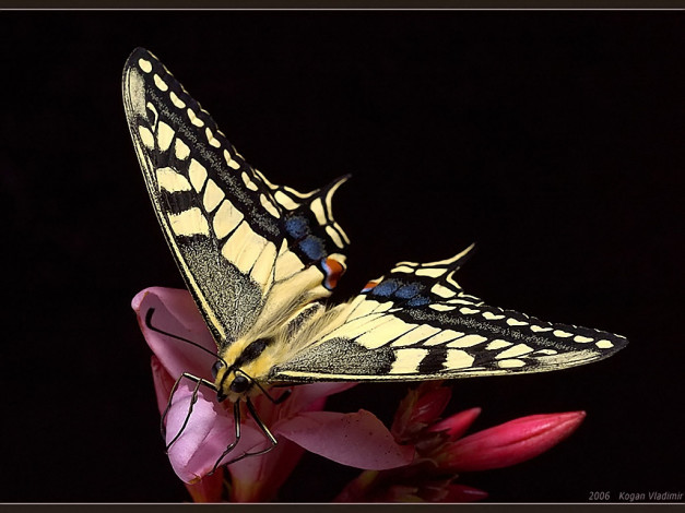 Обои картинки фото kogan, vladimir, butterfly, махаон, животные, бабочки