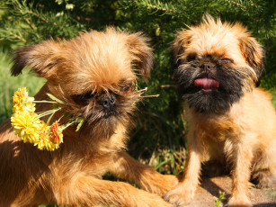 Картинка животные собаки гриффон собака цветы